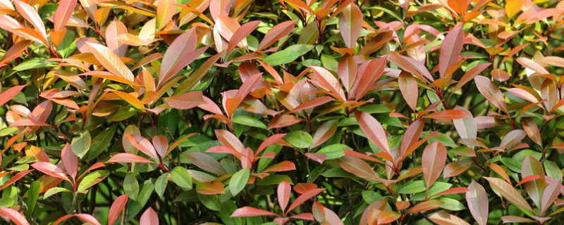 红叶石楠是落叶还是常绿植物，有哪些生长习性