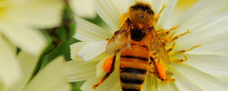 蜜蜂采蜜是什么季节，蜂蜜产量最高是什么季节
