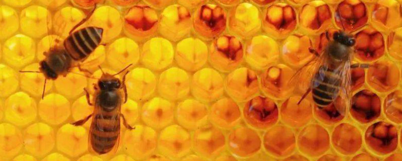 蜜蜂酿蜂蜜是为了什么，蜜蜂采蜜的原因和过程是什么