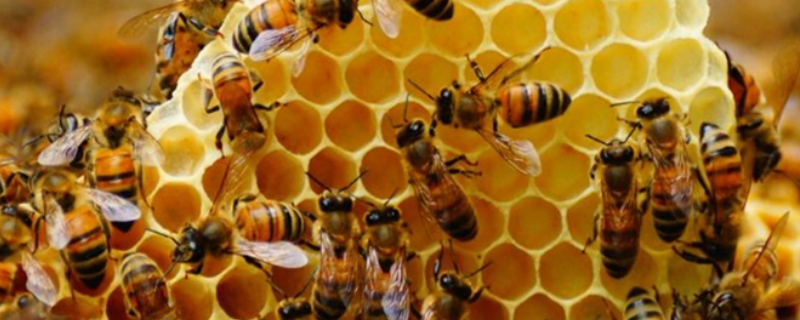 蜜蜂酿蜂蜜是为了什么，附蜜蜂采蜜的过程