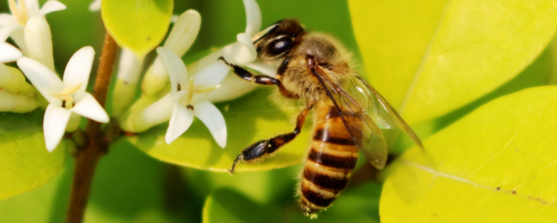 诱蜂高手是怎样诱蜂的，诱蜂工具主要有哪些