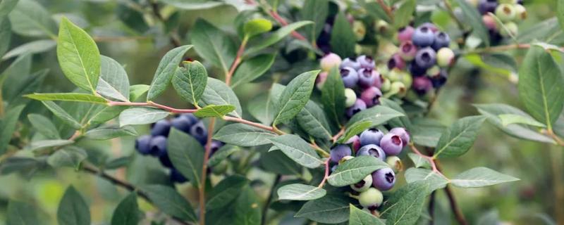 蓝莓树的寿命有多长，附其生长习性特点