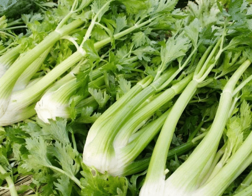 芹菜种植技术总结，芹菜应该好养吗，怎么养殖