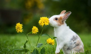 一只公兔子能和几只母兔子交配 一只公兔子能和几只母兔子交配视频